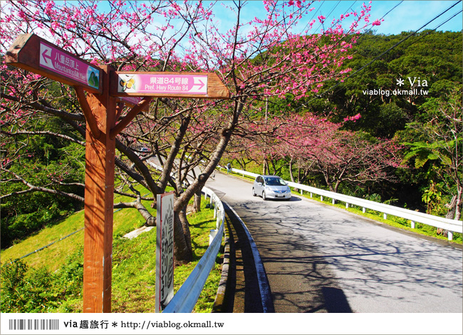 沖繩冬天自由行》沖繩冬天旅遊就醬跟我玩～賞櫻、賞鯨還有馬拉松！