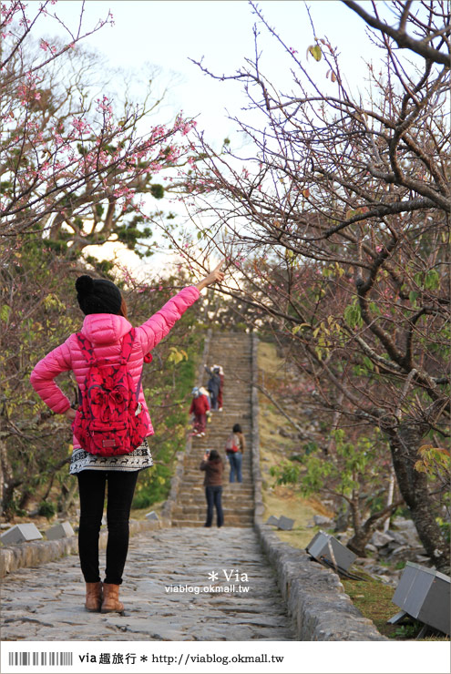 沖繩冬天自由行》沖繩冬天旅遊就醬跟我玩～賞櫻、賞鯨還有馬拉松！