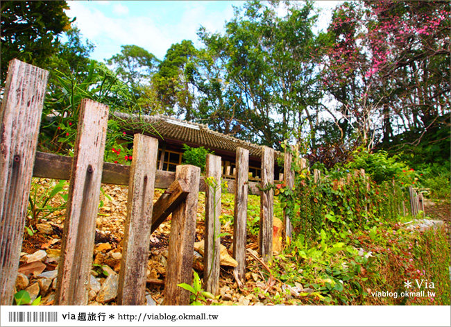 沖繩咖啡館》我的沖繩小味旅行～本部町山中古民家ハコニワcoffee