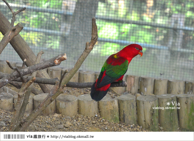 南投鹿谷一日遊》鹿谷鄉鳳凰谷鳥園～百種珍禽、綠蓊翠林等您來玩！