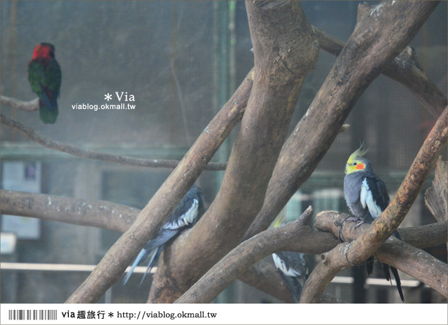 南投鹿谷一日遊》鹿谷鄉鳳凰谷鳥園～百種珍禽、綠蓊翠林等您來玩！