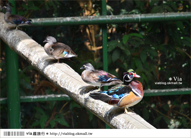 南投鹿谷一日遊》鹿谷鄉鳳凰谷鳥園～百種珍禽、綠蓊翠林等您來玩！