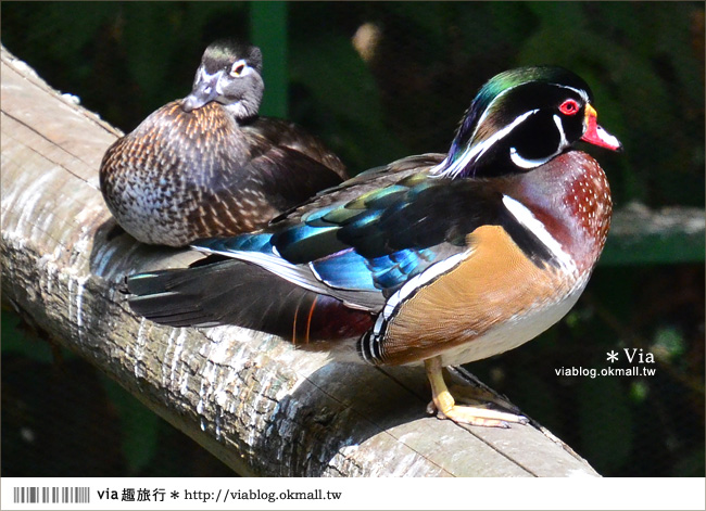 南投鹿谷一日遊》鹿谷鄉鳳凰谷鳥園～百種珍禽、綠蓊翠林等您來玩！