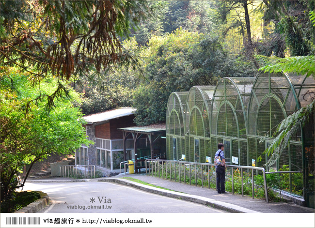 南投鹿谷一日遊》鹿谷鄉鳳凰谷鳥園～百種珍禽、綠蓊翠林等您來玩！