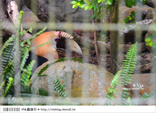 南投鹿谷一日遊》鹿谷鄉鳳凰谷鳥園～百種珍禽、綠蓊翠林等您來玩！