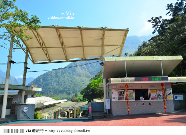 南投鹿谷一日遊》鹿谷鄉鳳凰谷鳥園～百種珍禽、綠蓊翠林等您來玩！