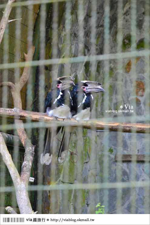 南投鹿谷一日遊》鹿谷鄉鳳凰谷鳥園～百種珍禽、綠蓊翠林等您來玩！