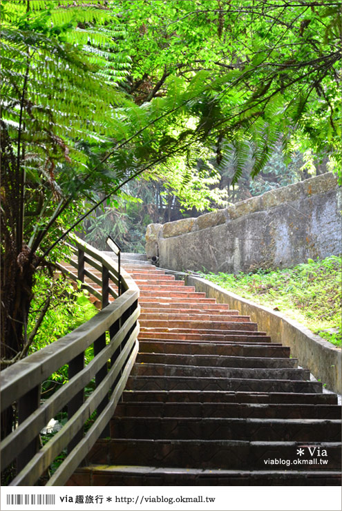 南投鹿谷一日遊》鹿谷鄉鳳凰谷鳥園～百種珍禽、綠蓊翠林等您來玩！