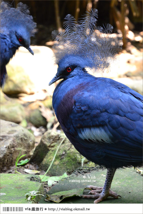 南投鹿谷一日遊》鹿谷鄉鳳凰谷鳥園～百種珍禽、綠蓊翠林等您來玩！