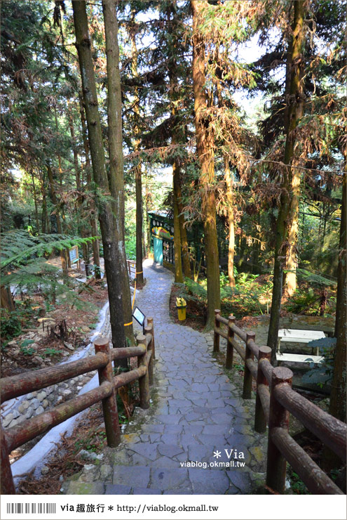 南投鹿谷一日遊》鹿谷鄉鳳凰谷鳥園～百種珍禽、綠蓊翠林等您來玩！