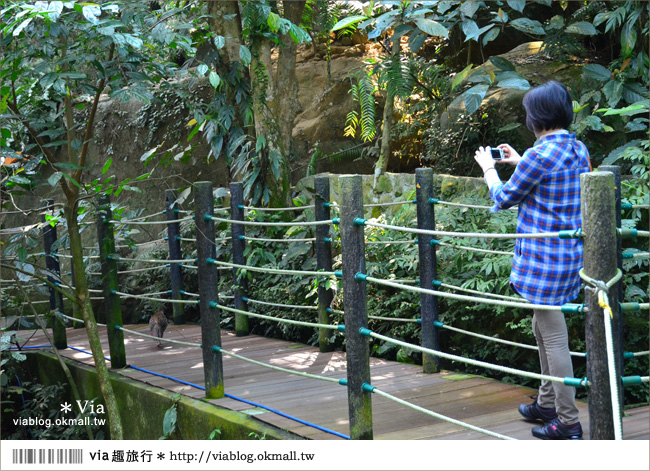 南投鹿谷一日遊》鹿谷鄉鳳凰谷鳥園～百種珍禽、綠蓊翠林等您來玩！