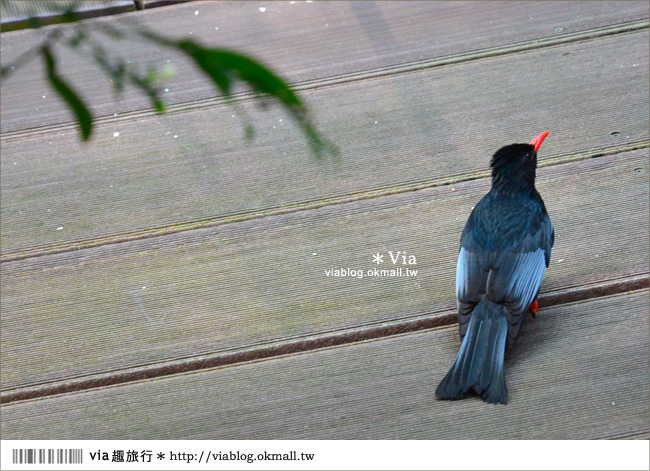 南投鹿谷一日遊》鹿谷鄉鳳凰谷鳥園～百種珍禽、綠蓊翠林等您來玩！