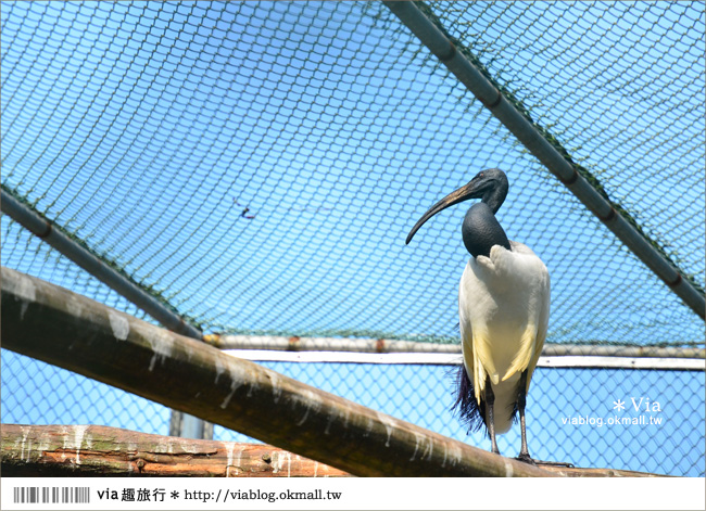 南投鹿谷一日遊》鹿谷鄉鳳凰谷鳥園～百種珍禽、綠蓊翠林等您來玩！