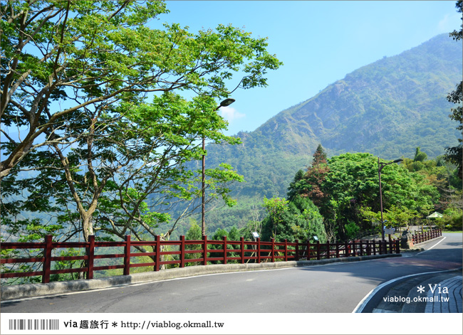 南投鹿谷一日遊》鹿谷鄉鳳凰谷鳥園～百種珍禽、綠蓊翠林等您來玩！