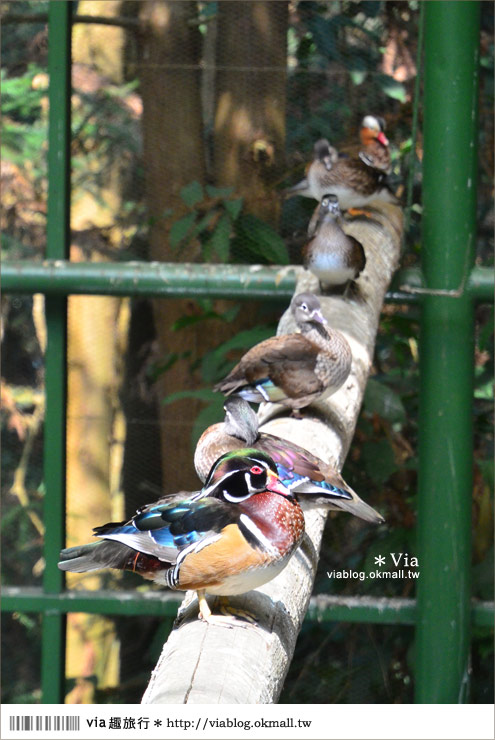 南投鹿谷一日遊》鹿谷鄉鳳凰谷鳥園～百種珍禽、綠蓊翠林等您來玩！