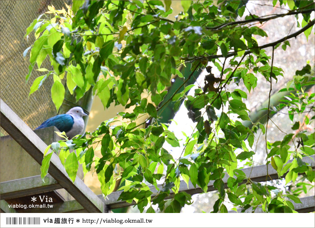 南投鹿谷一日遊》鹿谷鄉鳳凰谷鳥園～百種珍禽、綠蓊翠林等您來玩！