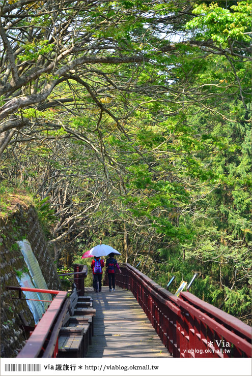 南投鹿谷一日遊》鹿谷鄉鳳凰谷鳥園～百種珍禽、綠蓊翠林等您來玩！