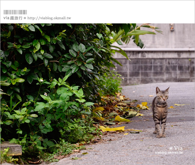 沖繩私房景點》浦添港川「外人住宅區」～細味、拍照、吃甜點的好去處！