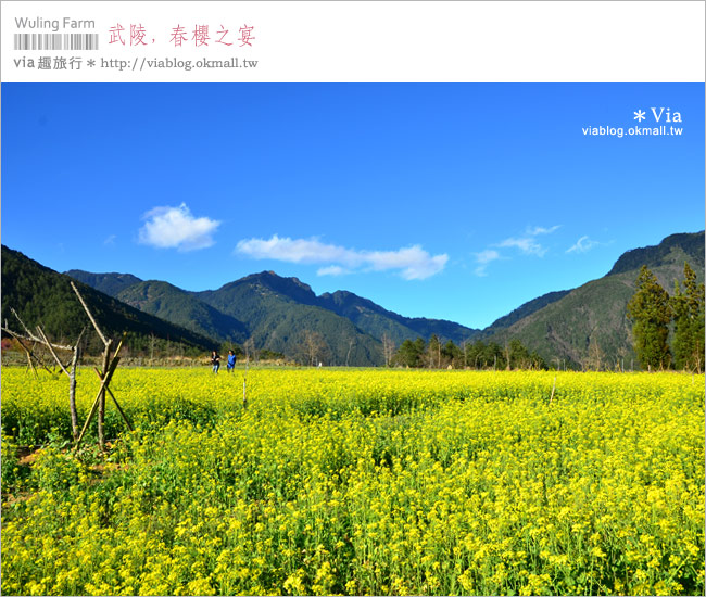 武陵夜櫻》via賞櫻記(4)武陵櫻花二日遊行程～武陵夜間賞櫻浪漫極了！