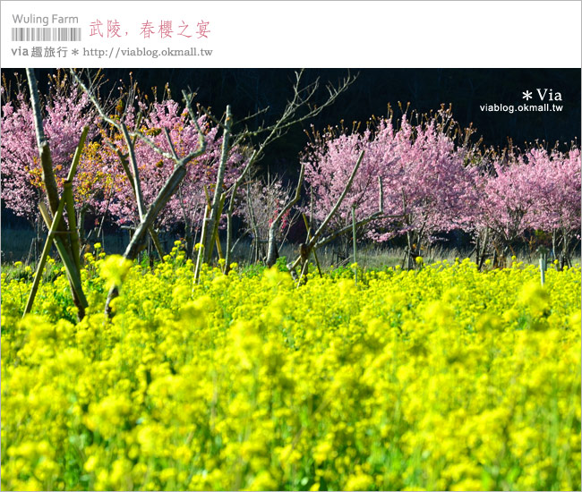 武陵夜櫻》via賞櫻記(4)武陵櫻花二日遊行程～武陵夜間賞櫻浪漫極了！