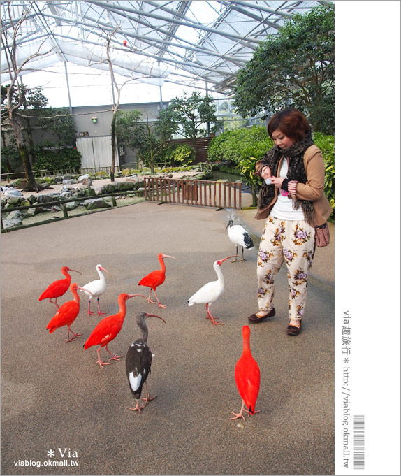 島根必玩景點》必去！松江花鳥園/松江貓頭鷹樂園～via最愛的島根玩樂景點！