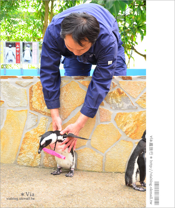 島根必玩景點》必去！松江花鳥園/松江貓頭鷹樂園～via最愛的島根玩樂景點！