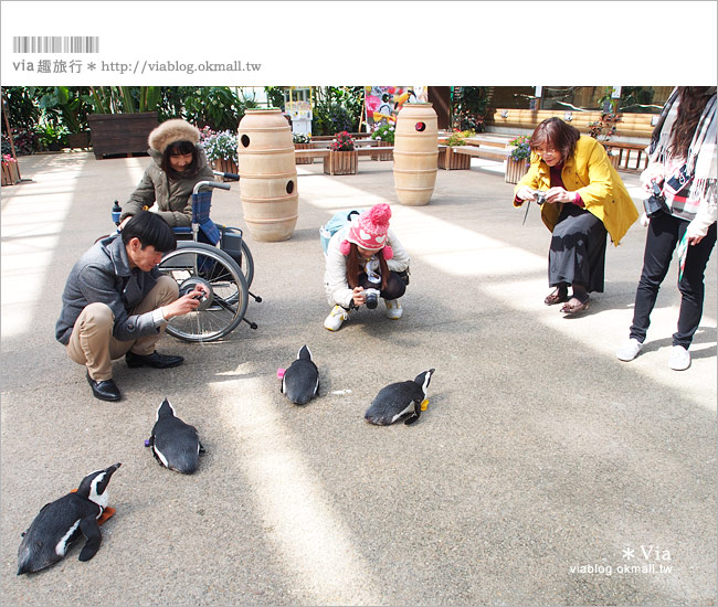 島根必玩景點》必去！松江花鳥園/松江貓頭鷹樂園～via最愛的島根玩樂景點！