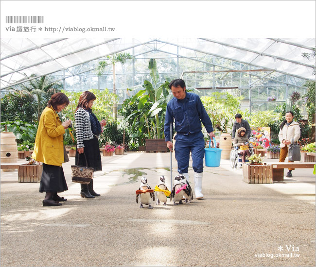 島根必玩景點》必去！松江花鳥園/松江貓頭鷹樂園～via最愛的島根玩樂景點！