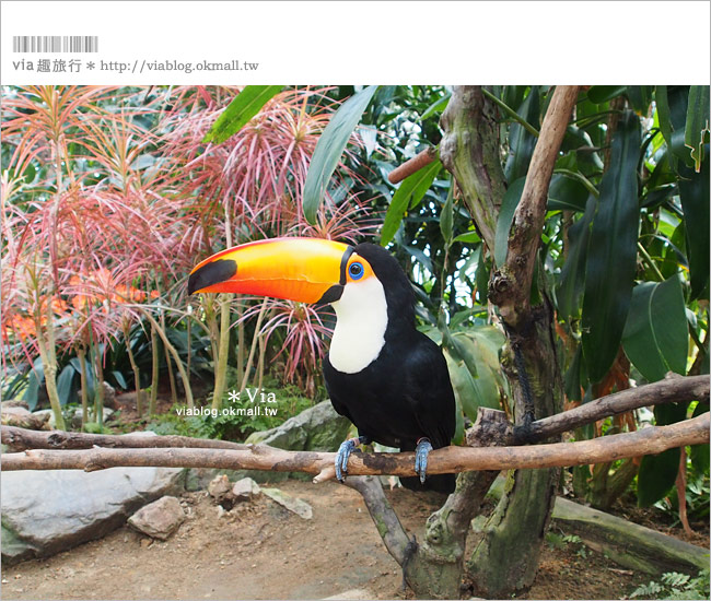 島根必玩景點》必去！松江花鳥園/松江貓頭鷹樂園～via最愛的島根玩樂景點！