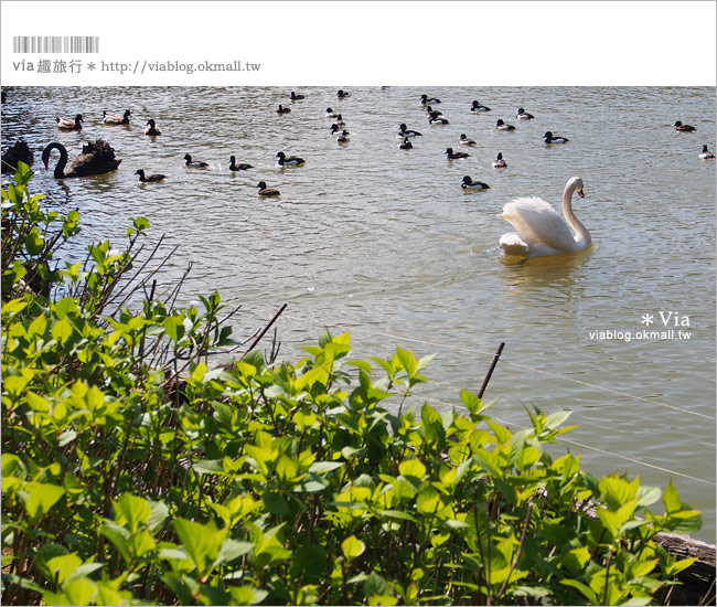 島根必玩景點》必去！松江花鳥園/松江貓頭鷹樂園～via最愛的島根玩樂景點！