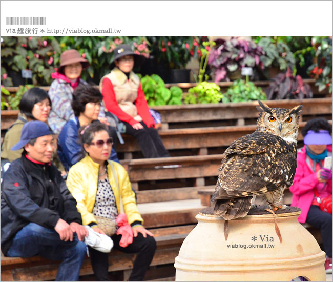 島根必玩景點》必去！松江花鳥園/松江貓頭鷹樂園～via最愛的島根玩樂景點！