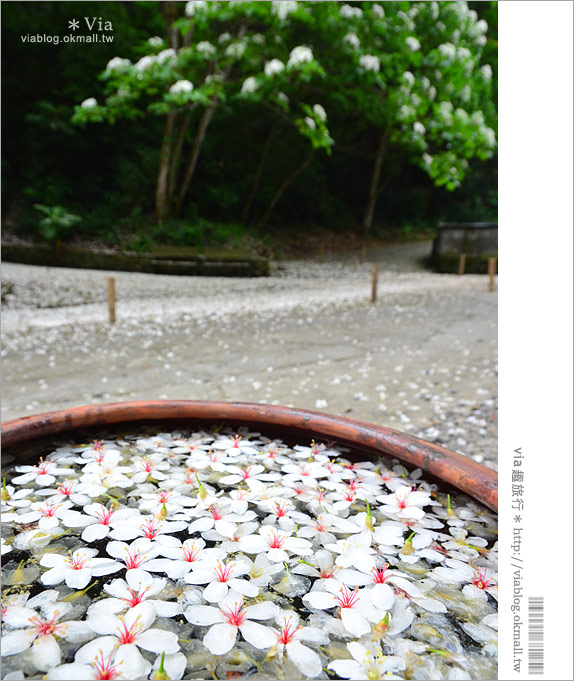 油桐花季》挑水古道～今年依舊從此地，開啟我的桐花旅程。