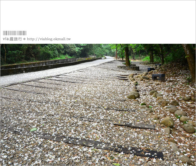 油桐花季》挑水古道～今年依舊從此地，開啟我的桐花旅程。