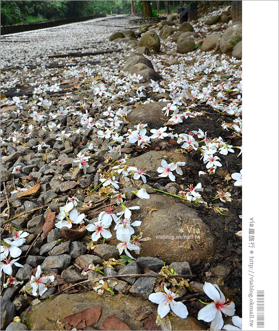 油桐花季》挑水古道～今年依舊從此地，開啟我的桐花旅程。