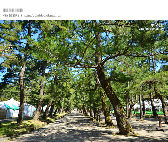 島根必去》出雲大社～島根必去的結緣景點！日本最火紅的求良緣聖地！