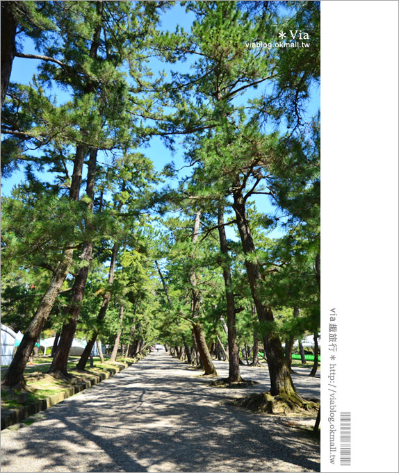 島根必去》出雲大社～島根必去的結緣景點！日本最火紅的求良緣聖地！