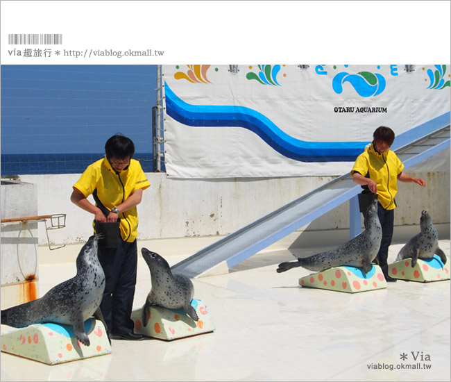 小樽景點》小樽水族館～超多海洋動物的精彩表演！親子玩樂首選！