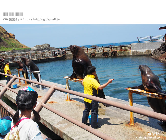 小樽景點》小樽水族館～超多海洋動物的精彩表演！親子玩樂首選！