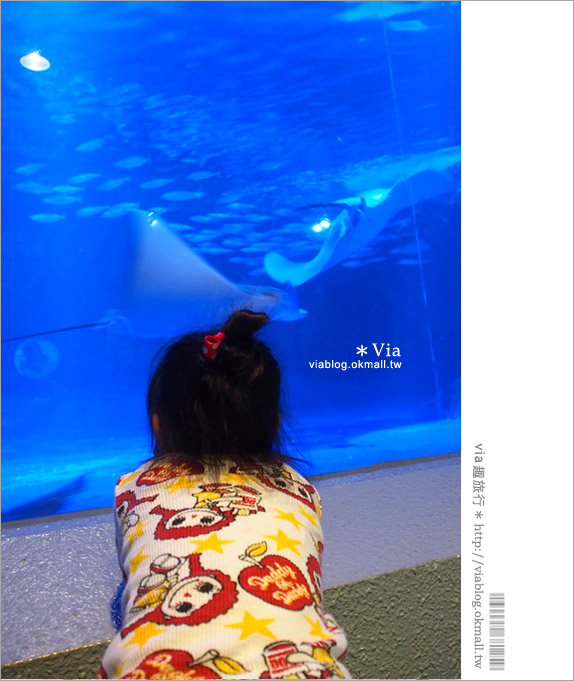 小樽景點》小樽水族館～超多海洋動物的精彩表演！親子玩樂首選！