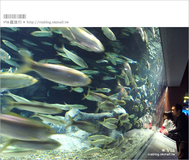 小樽景點》小樽水族館～超多海洋動物的精彩表演！親子玩樂首選！