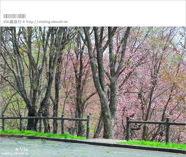 層雲峽景點》上川之旅～上川公園、旭之丘、層雲峽纜車、銀河流星瀑布、寫真展覽室