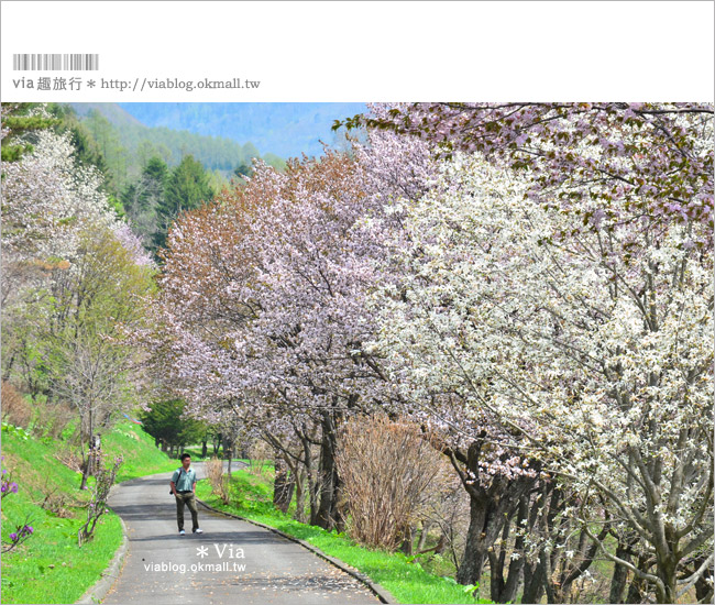 層雲峽景點》上川之旅～上川公園、旭之丘、層雲峽纜車、銀河流星瀑布、寫真展覽室