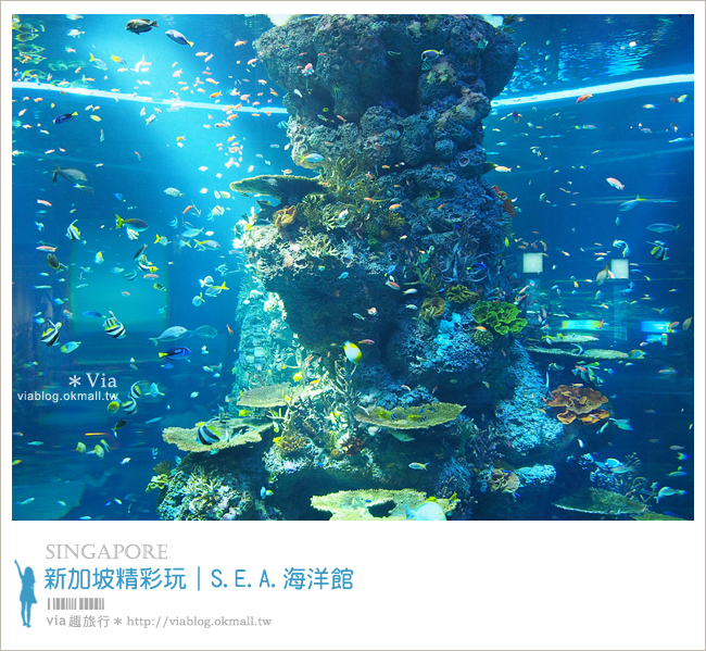 新加坡觀光景點》新加坡SEA海洋館～全球最大的海洋館約會去！