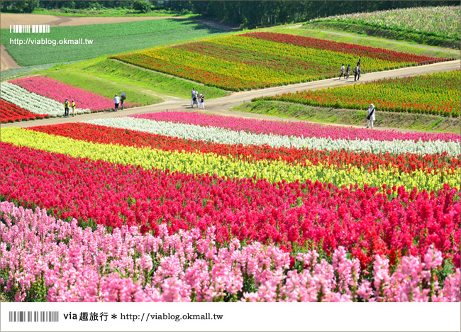 北海道花季》美瑛｜四季彩之丘、ぜるぶの丘･亜斗夢の丘、美馬牛花田(菅野農場)