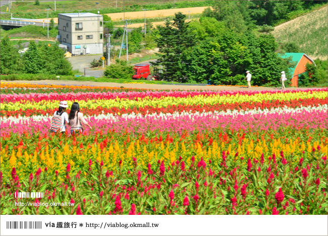 北海道花季》美瑛｜四季彩之丘、ぜるぶの丘･亜斗夢の丘、美馬牛花田(菅野農場)