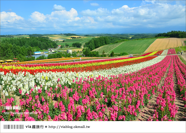 北海道花季》美瑛｜四季彩之丘、ぜるぶの丘･亜斗夢の丘、美馬牛花田(菅野農場)