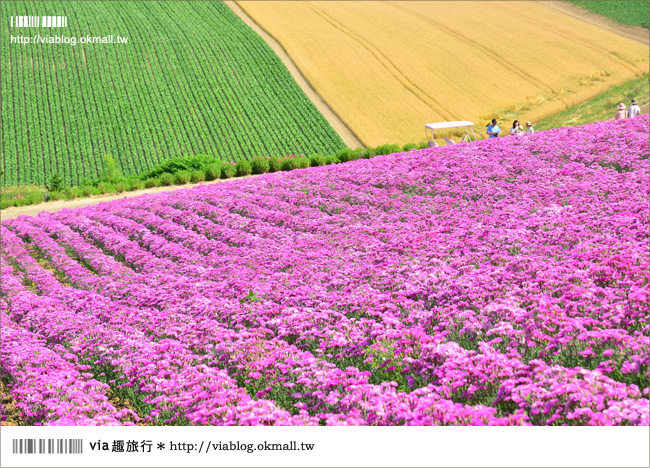 北海道花季》美瑛｜四季彩之丘、ぜるぶの丘･亜斗夢の丘、美馬牛花田(菅野農場)