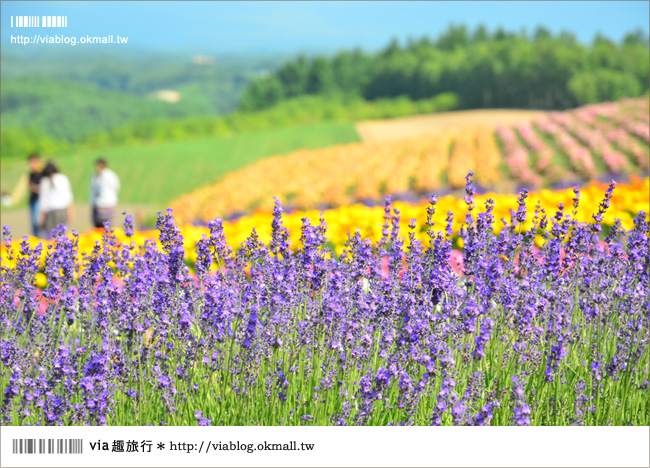 北海道花季》美瑛｜四季彩之丘、ぜるぶの丘･亜斗夢の丘、美馬牛花田(菅野農場)