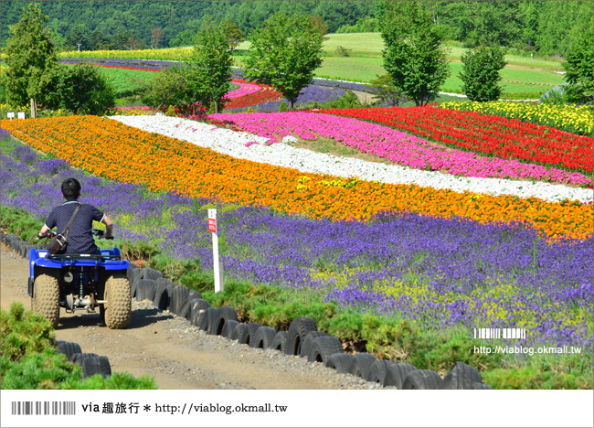 北海道花季》美瑛｜四季彩之丘、ぜるぶの丘･亜斗夢の丘、美馬牛花田(菅野農場)