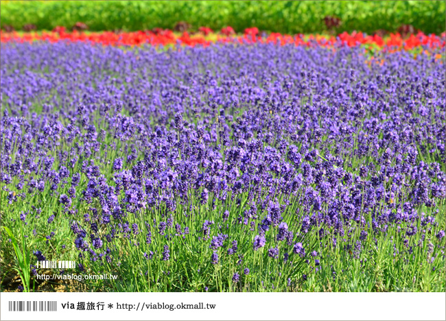 北海道花季》美瑛｜四季彩之丘、ぜるぶの丘･亜斗夢の丘、美馬牛花田(菅野農場)